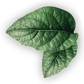 Feuilles