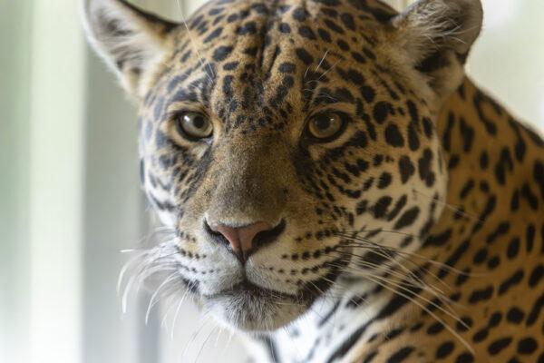 L&rsquo;histoire des jaguars de Beauval se poursuit avec l&rsquo;arrivée de Taima