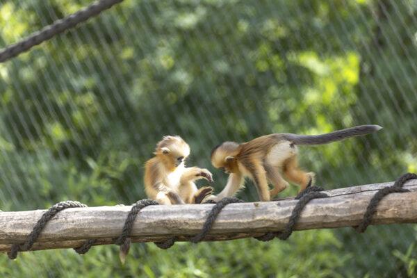 Voici les prénoms des deux bébés singes dorés : Jinli et Jinyou !